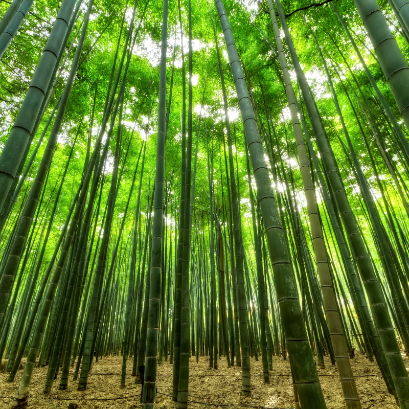 The Sustainable Side of Viscose Bamboo Fabric: A Game Changer in the Textile Industry